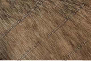 photo texture of fur 0003